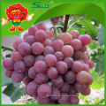 Semillas de uvas rojas mejores uvas rojas